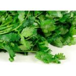 El cilantro 